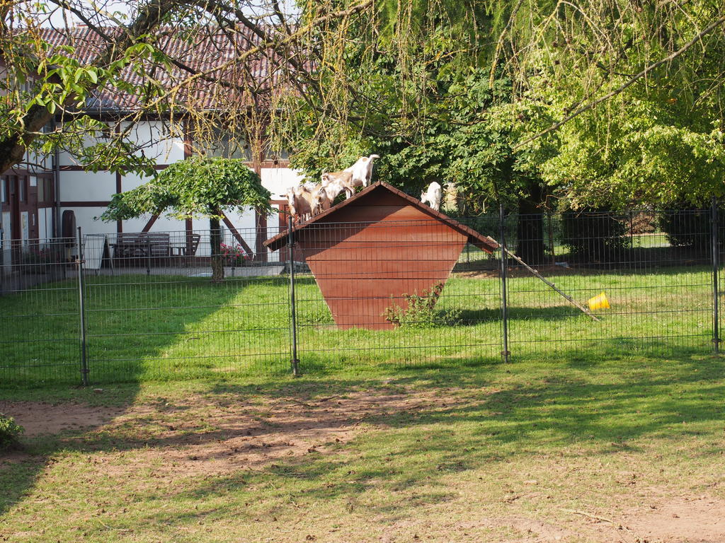Ferienwohnung Gut Dankerode Dankerode  Exterior foto